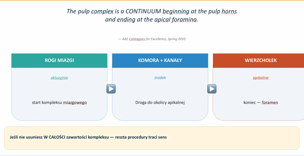 Pulp complex jako kontinuum — rogi miazgi, komora i kanały, wierzchołek (AAE 2010)